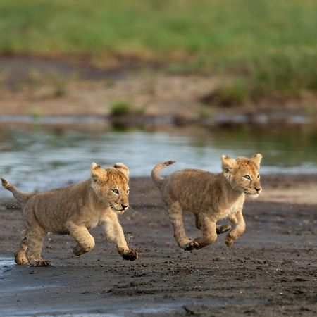 Africa Safari South Serengeti Ndutu Ngorongoro Sinoni Ngoại thất bức ảnh